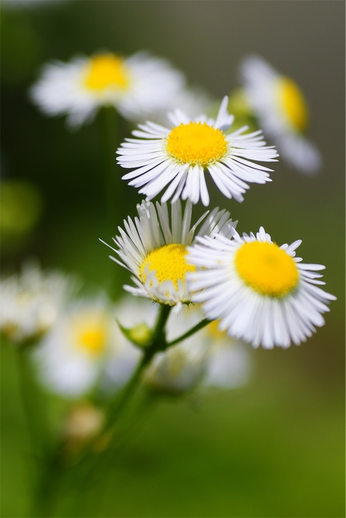 f:id:M32:20260613121404j:image
