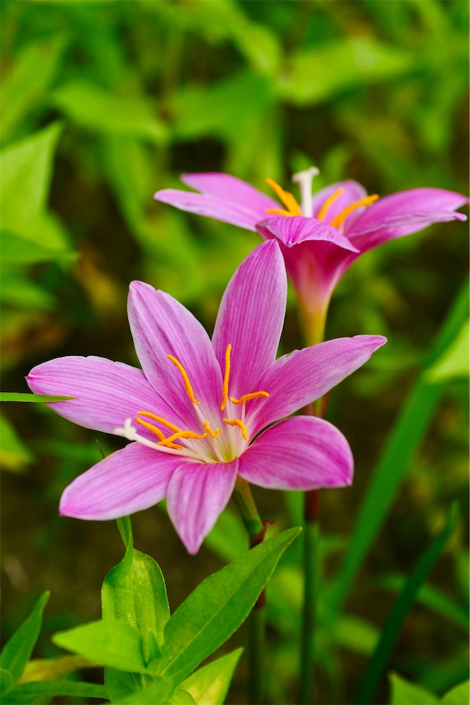 f:id:M32:20260614134856j:image