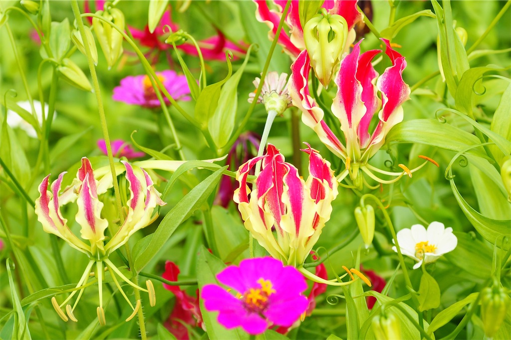 f:id:M32:20260614134901j:image