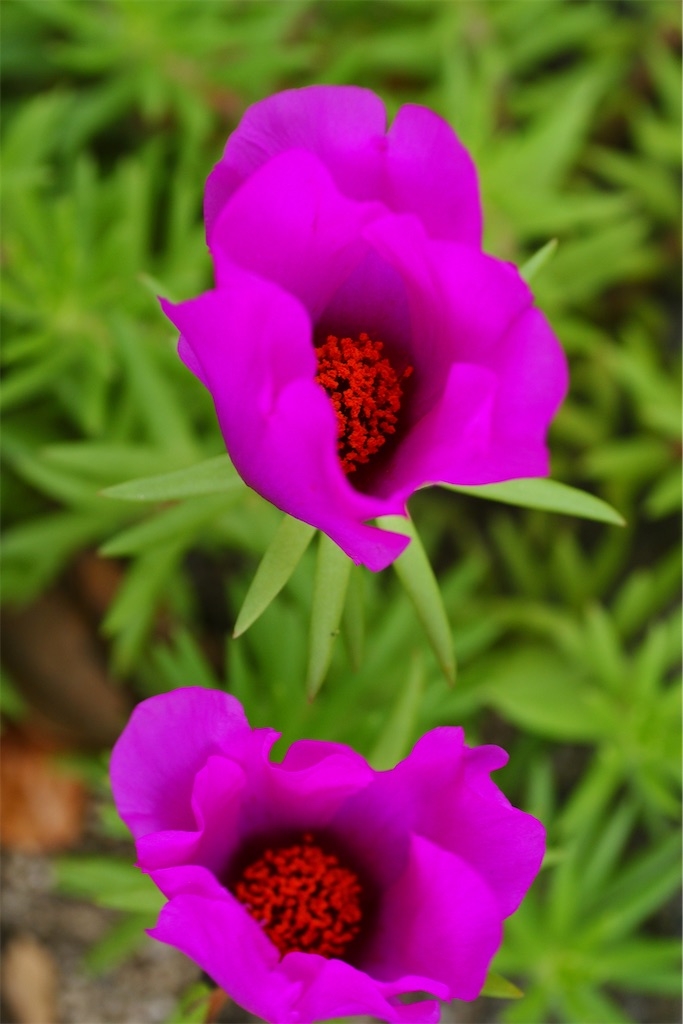 f:id:M32:20260614134911j:image