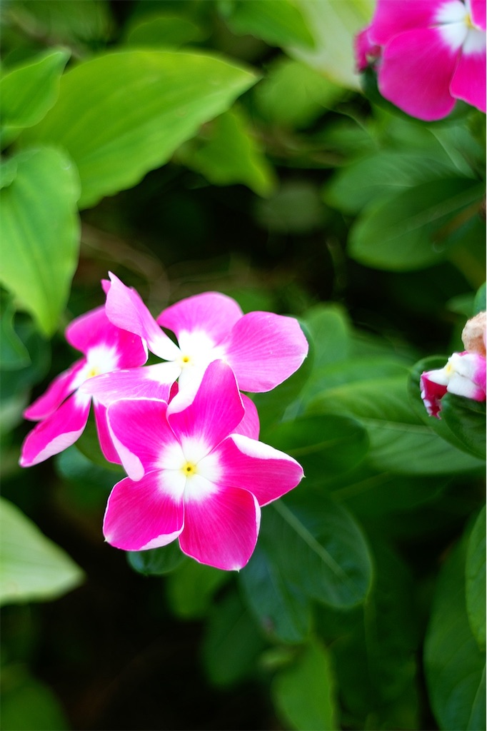 f:id:M32:20260808071000j:image