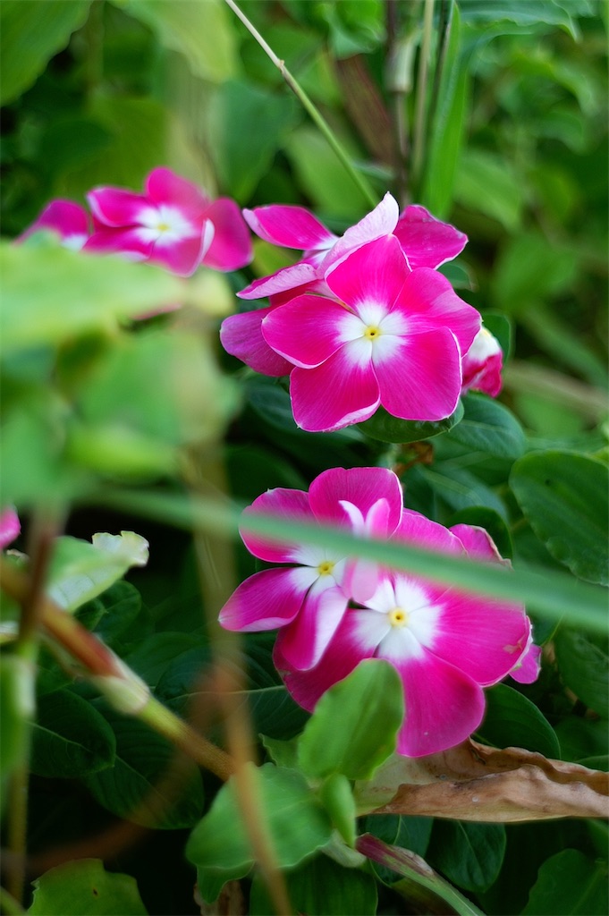 f:id:M32:20260808071018j:image