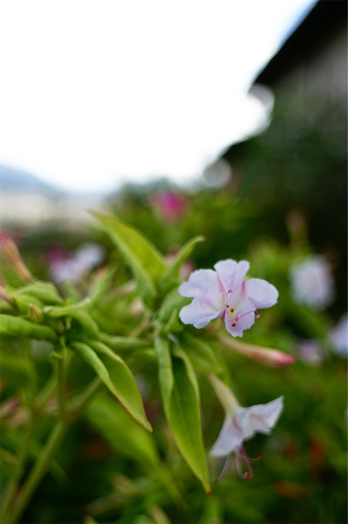f:id:M32:20260808071028j:image