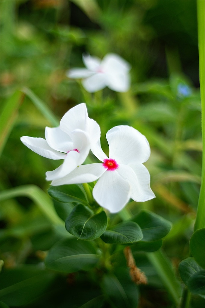 f:id:M32:20260808071034j:image