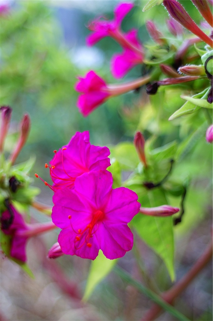 f:id:M32:20260808071041j:image