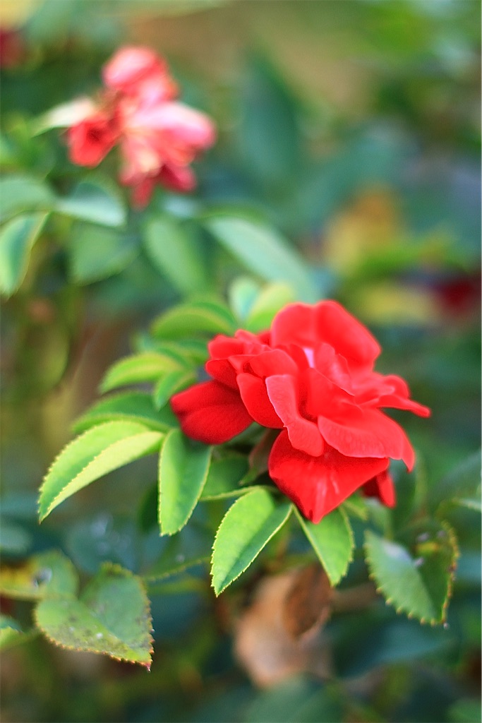 f:id:M32:20260814164142j:image