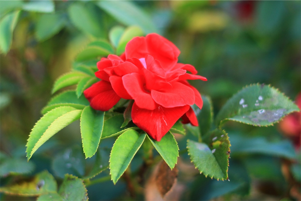 f:id:M32:20260814164158j:image
