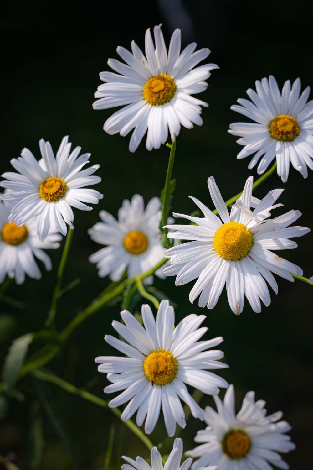 f:id:M5-884:20200619170927j:plain f:id:M5-884:20200619170927j:plain