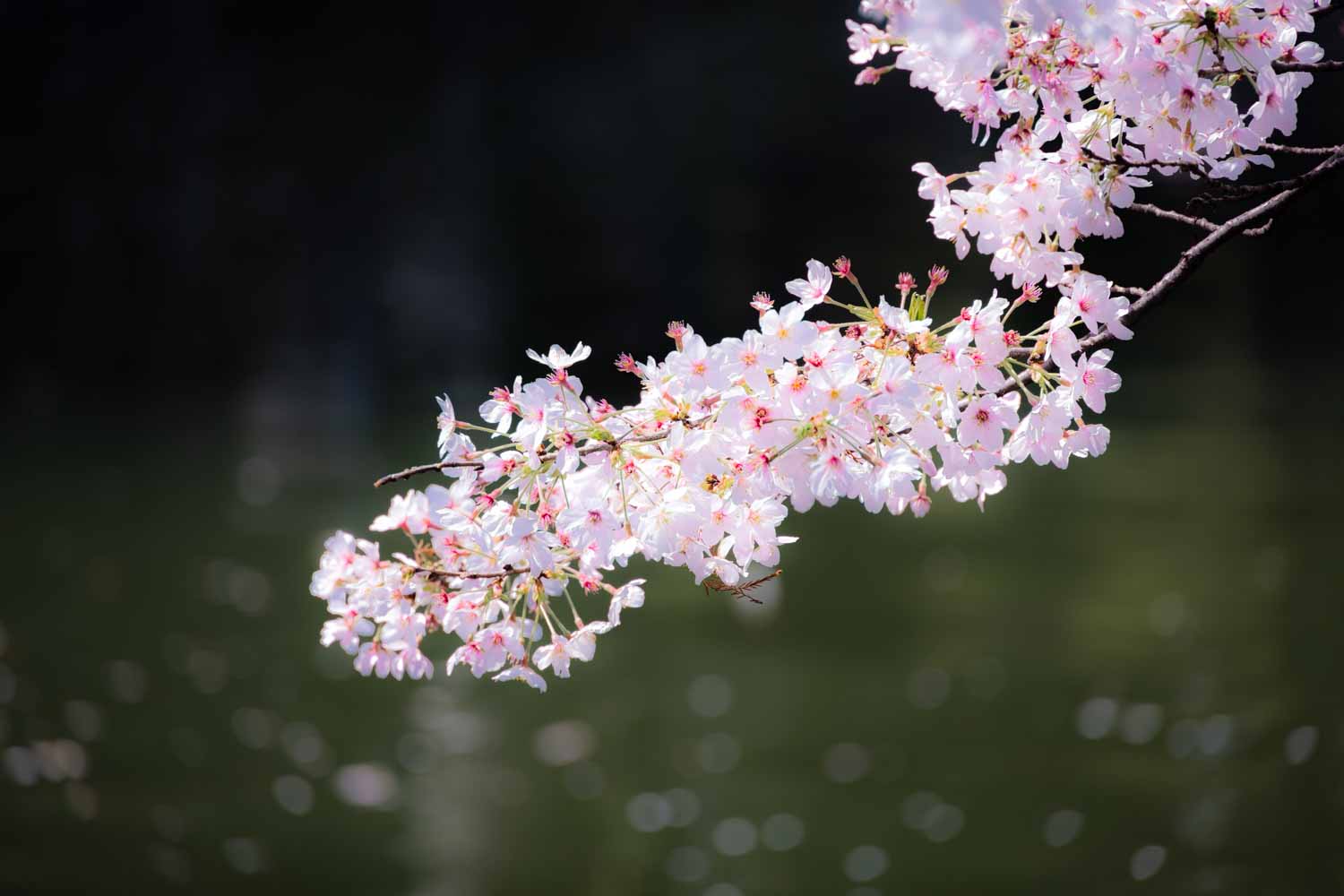 f:id:M5-884:20210401194120j:plain