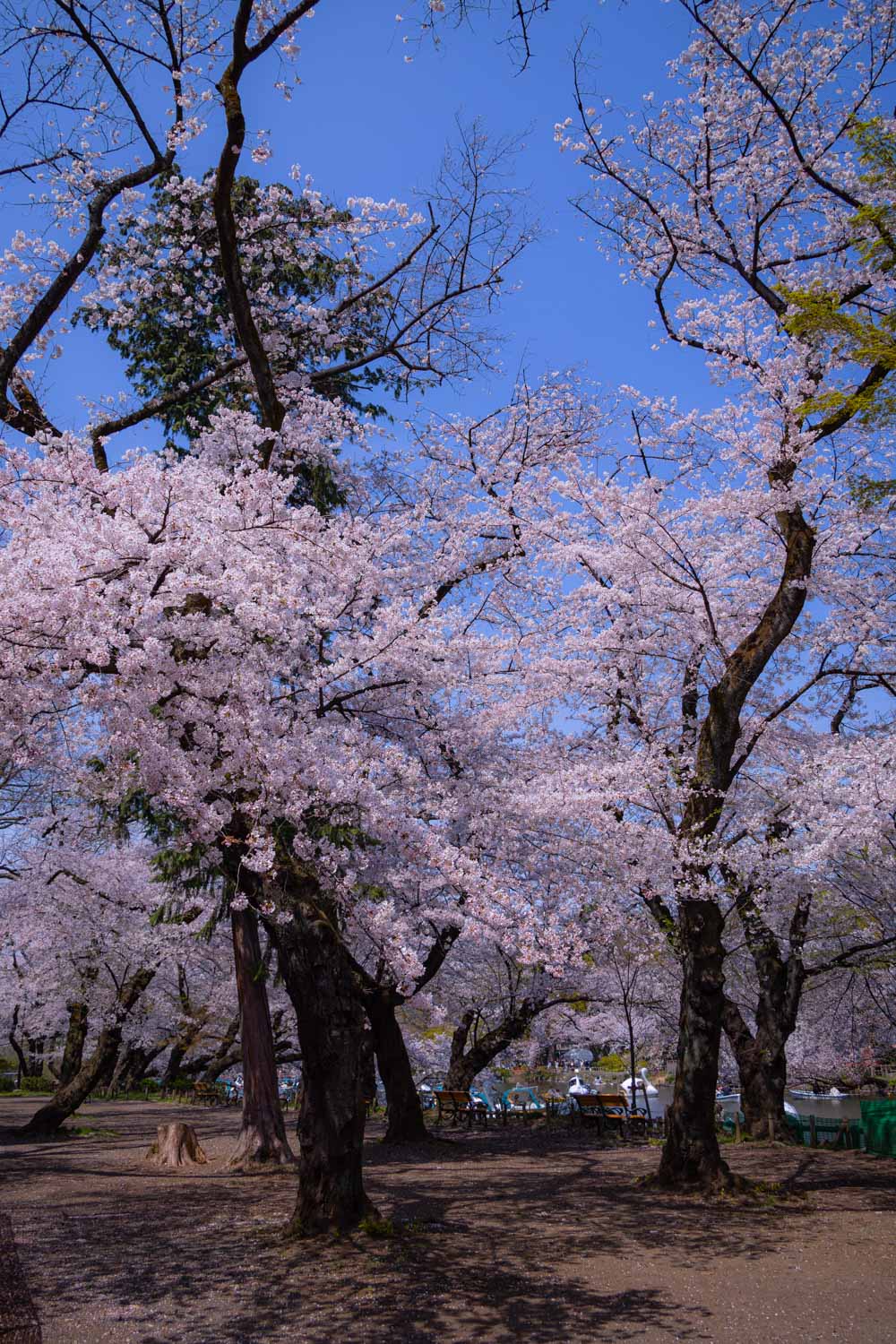 f:id:M5-884:20210404211339j:plain