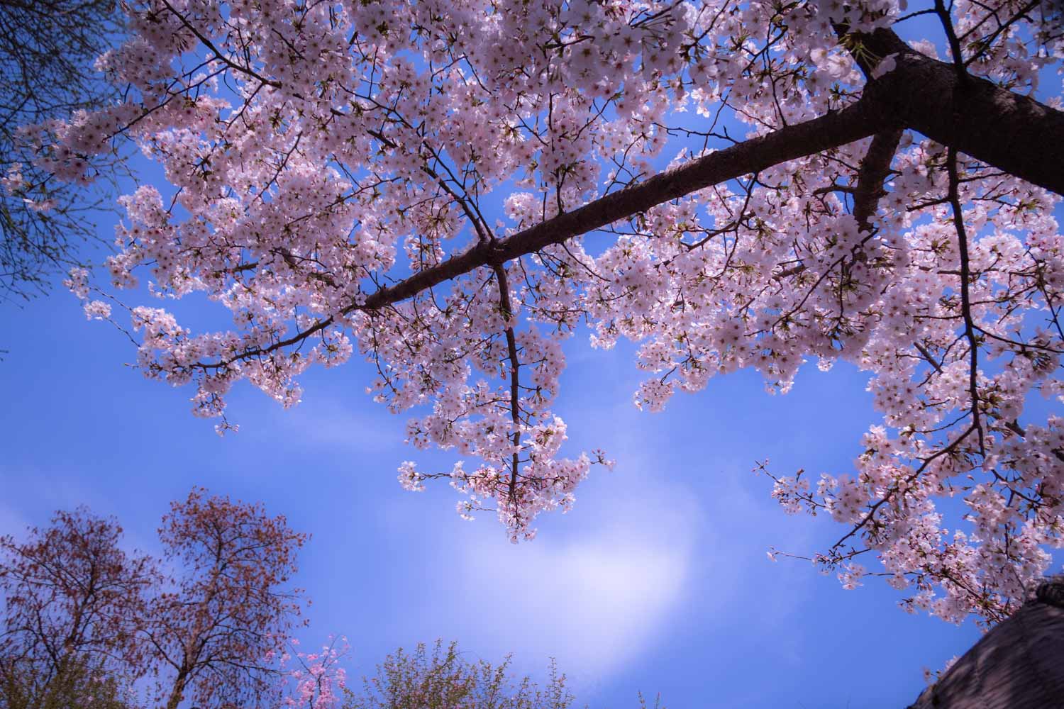 f:id:M5-884:20210405204908j:plain