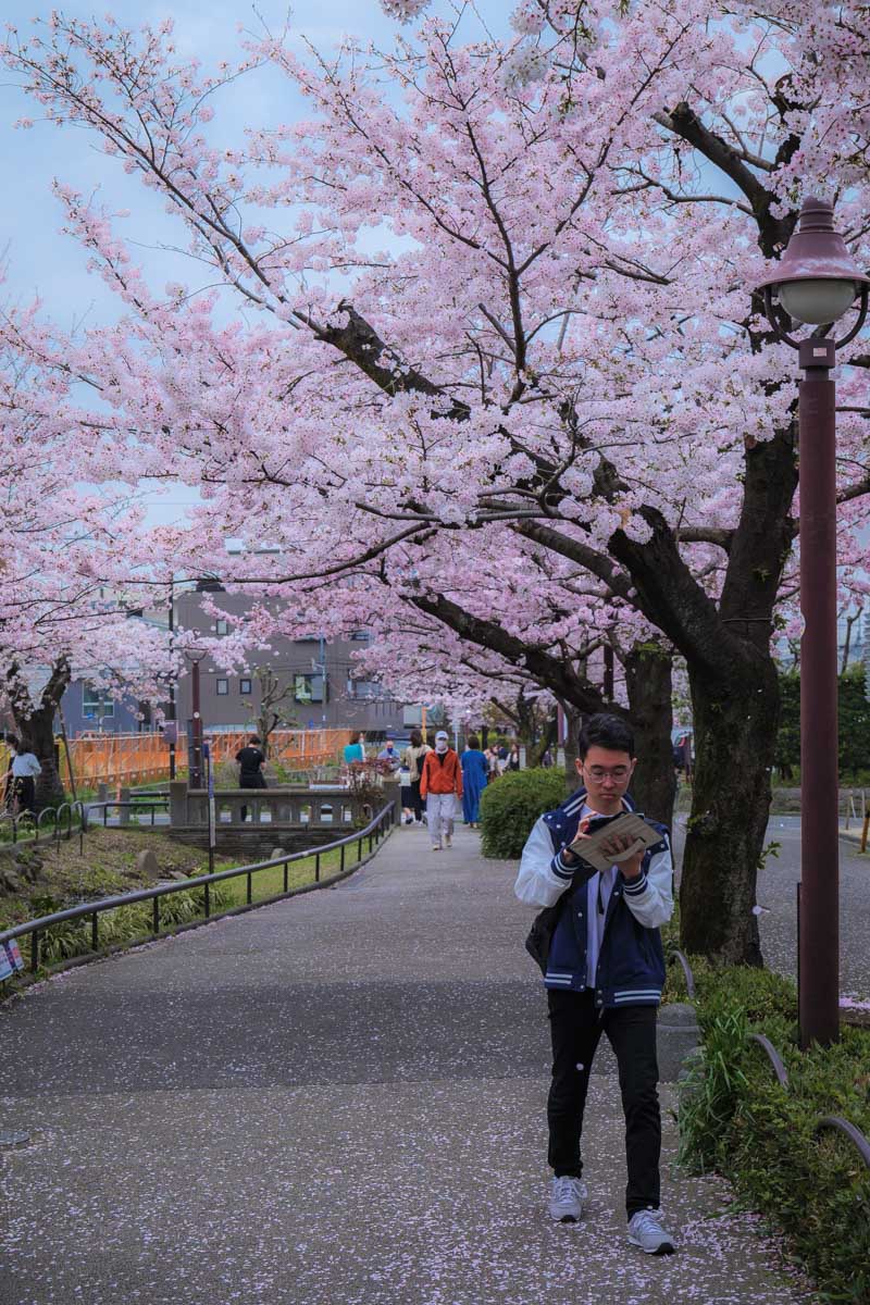 桜吹雪 お花見 22 6 天界入路