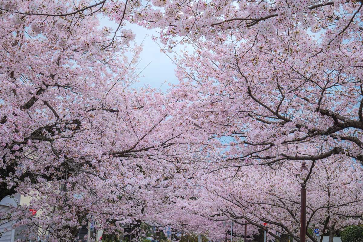 f:id:M5-884:20220406192154j:plain