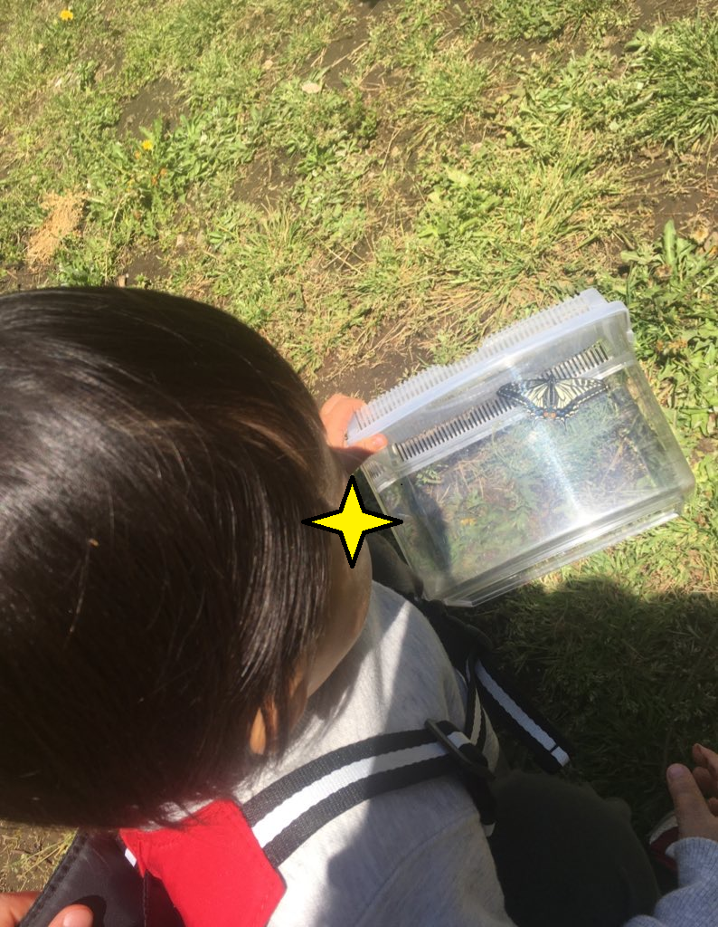 お庭にミニ砂場を作りました 力を合わせて新型コロナを乗り越えよう お庭がある家はない家に公園を譲ろう 実録 全メニュー公開 私の離乳食１年間 レシピつき