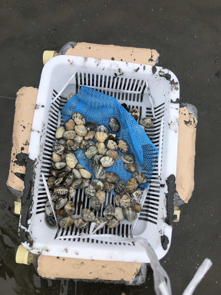 潮干狩りに行ってきました！（1年ぶり2回目。）特別にアサリが大量に