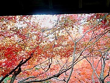 紅葉の京都2007（厭離庵）