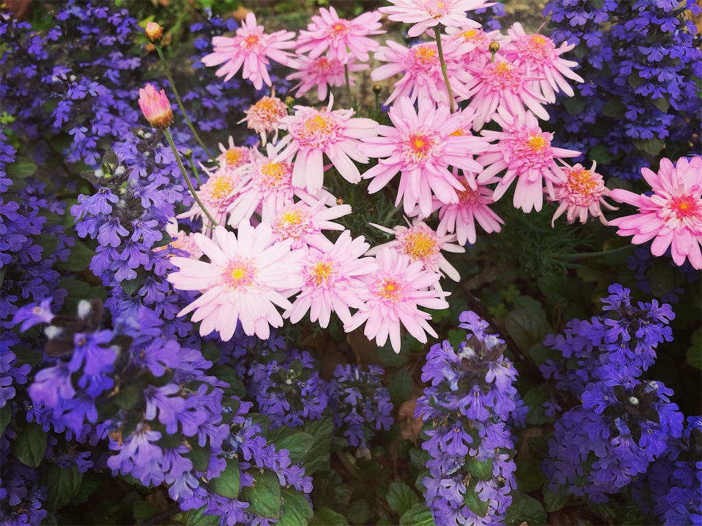 道端の花に癒される ごきげんでいること 道端の花に癒される ごきげんでいること