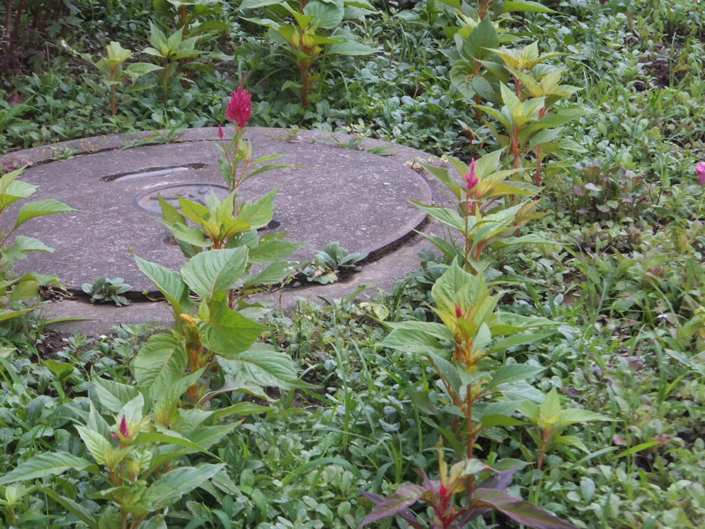 f:id:MAIKALFUJIO:20160706221518j:plain f:id:MAIKALFUJIO:20160706221518j:plain