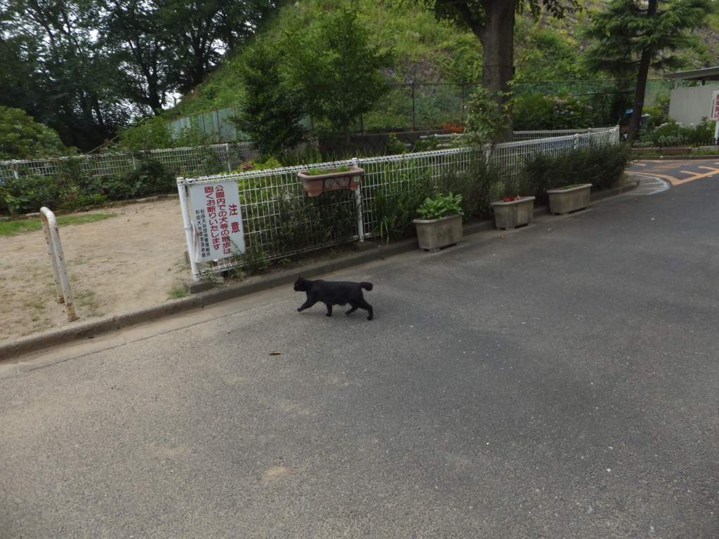 f:id:MAIKALFUJIO:20160708223222j:plain f:id:MAIKALFUJIO:20160708223222j:plain