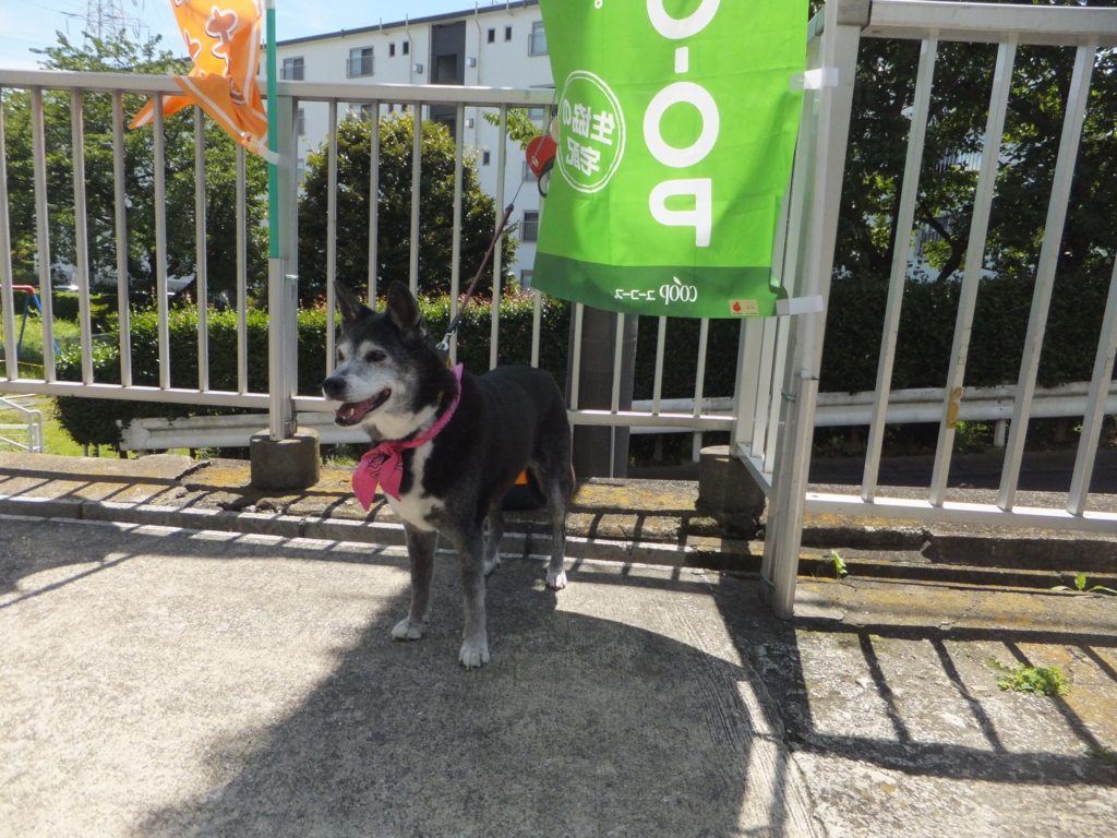 f:id:MAIKALFUJIO:20160710215927j:plain f:id:MAIKALFUJIO:20160710215927j:plain