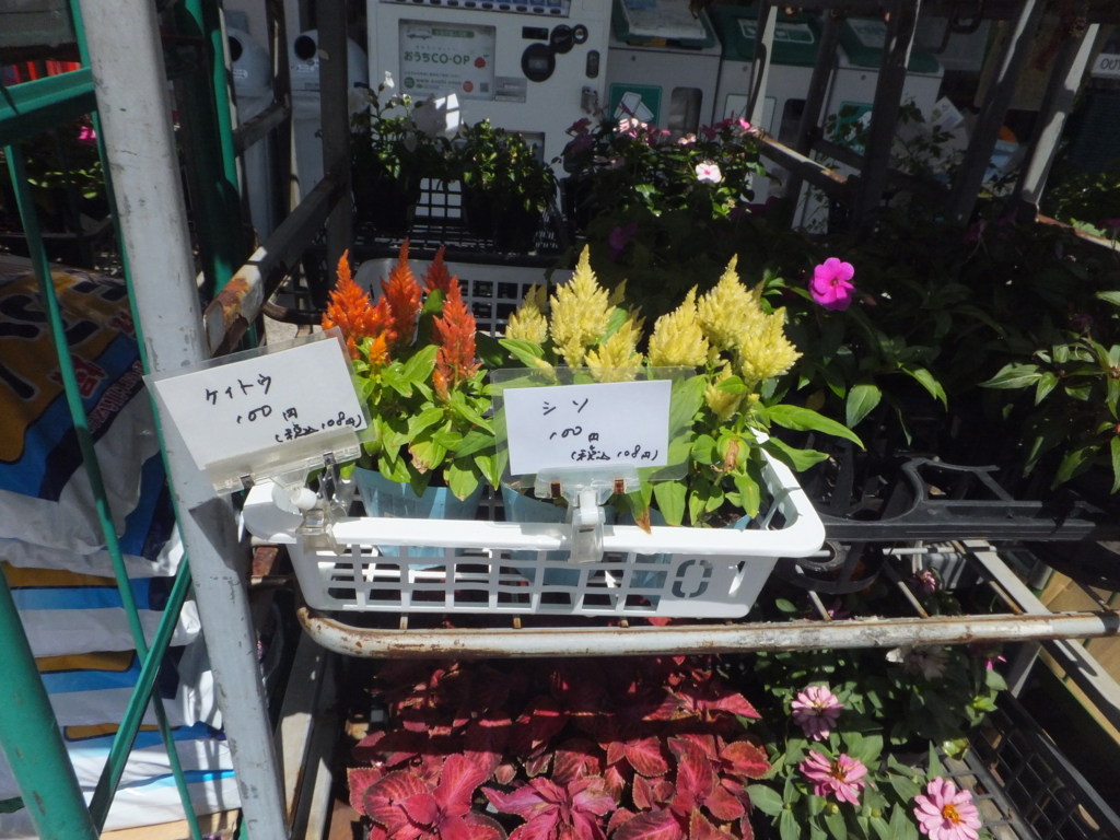 f:id:MAIKALFUJIO:20160720225346j:plain f:id:MAIKALFUJIO:20160720225346j:plain