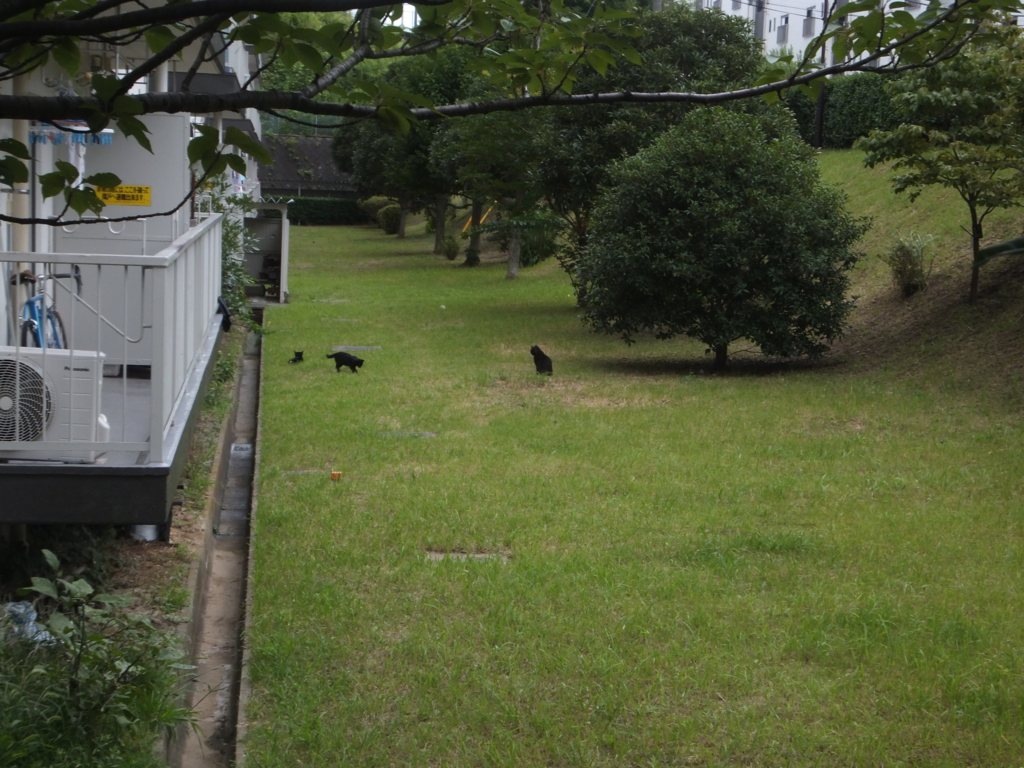 f:id:MAIKALFUJIO:20160727230123j:plain f:id:MAIKALFUJIO:20160727230123j:plain