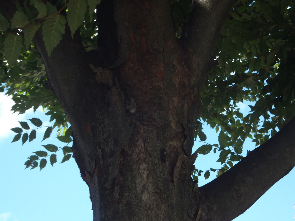 f:id:MAIKALFUJIO:20160729223834j:plain f:id:MAIKALFUJIO:20160729223834j:plain