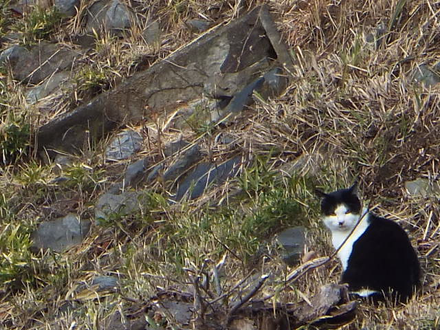 f:id:MAIKALFUJIO:20170110220408j:plain