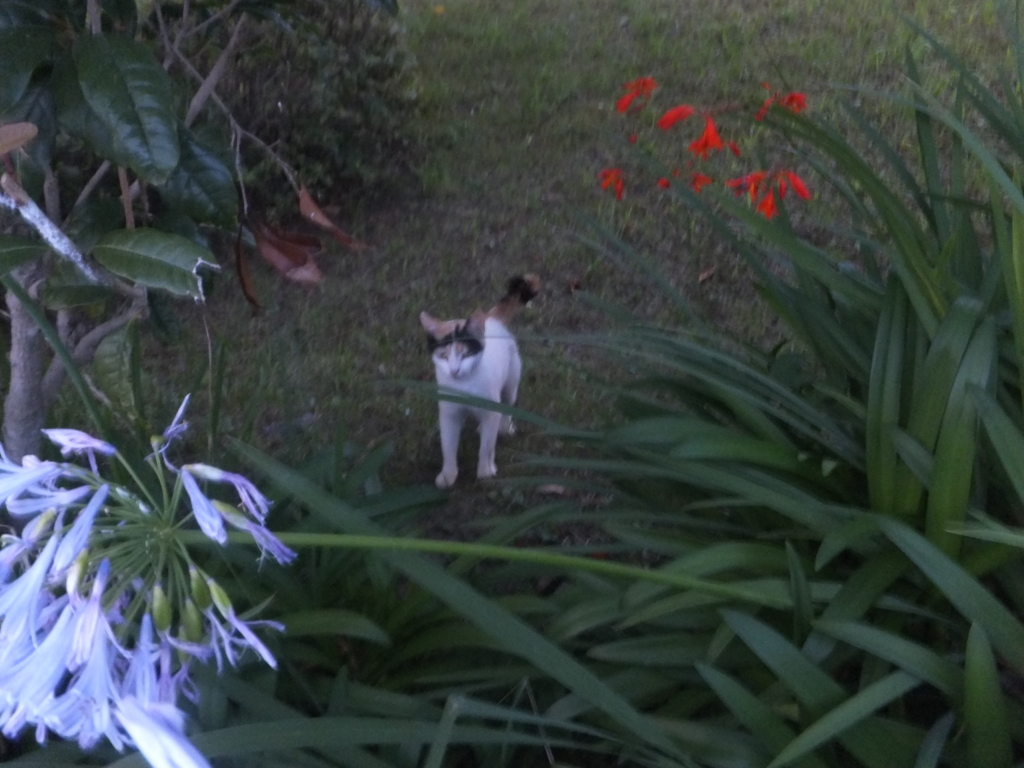 f:id:MAIKALFUJIO:20170708220939j:plain f:id:MAIKALFUJIO:20170708220939j:plain