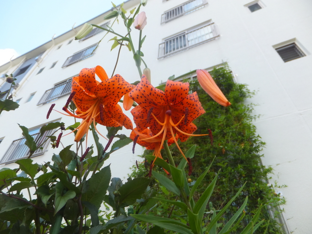 f:id:MAIKALFUJIO:20170711223810j:plain f:id:MAIKALFUJIO:20170711223810j:plain