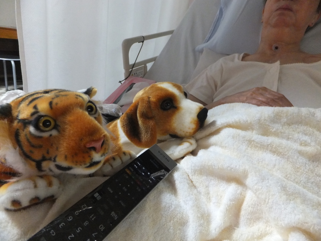 f:id:MAIKALFUJIO:20170720223727j:plain f:id:MAIKALFUJIO:20170720223727j:plain