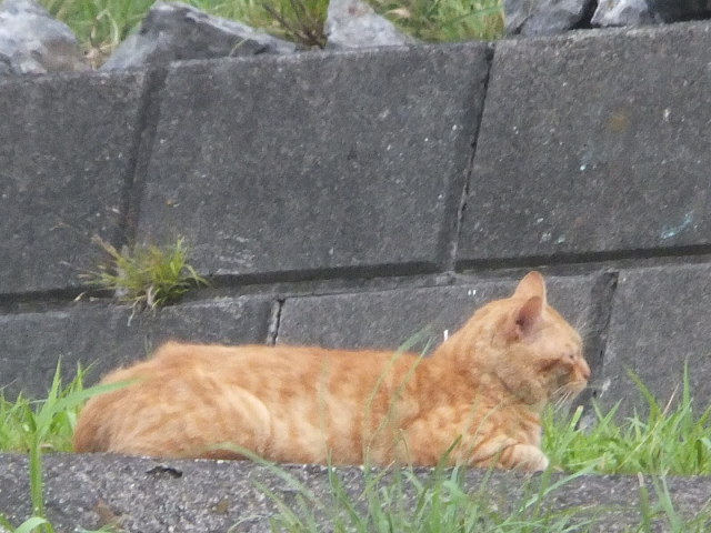 f:id:MAIKALFUJIO:20170724225400j:plain f:id:MAIKALFUJIO:20170724225400j:plain