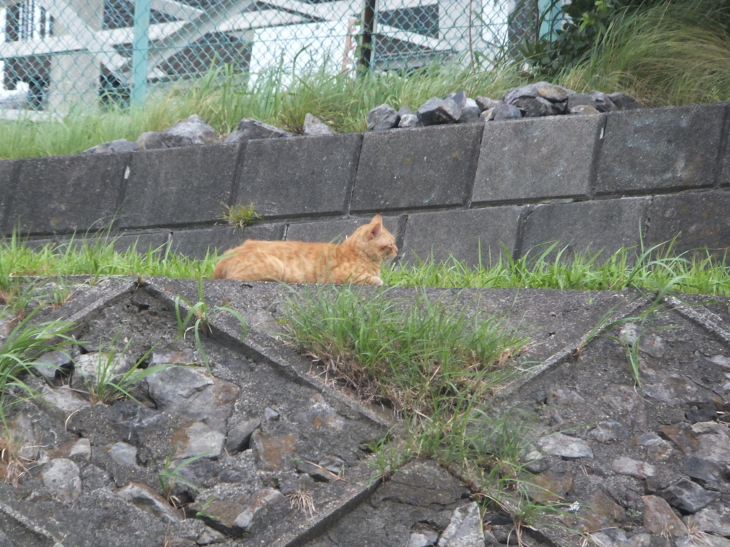f:id:MAIKALFUJIO:20170724225945j:plain f:id:MAIKALFUJIO:20170724225945j:plain