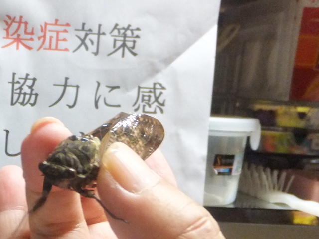 f:id:MAIKALFUJIO:20170726222014j:plain f:id:MAIKALFUJIO:20170726222014j:plain