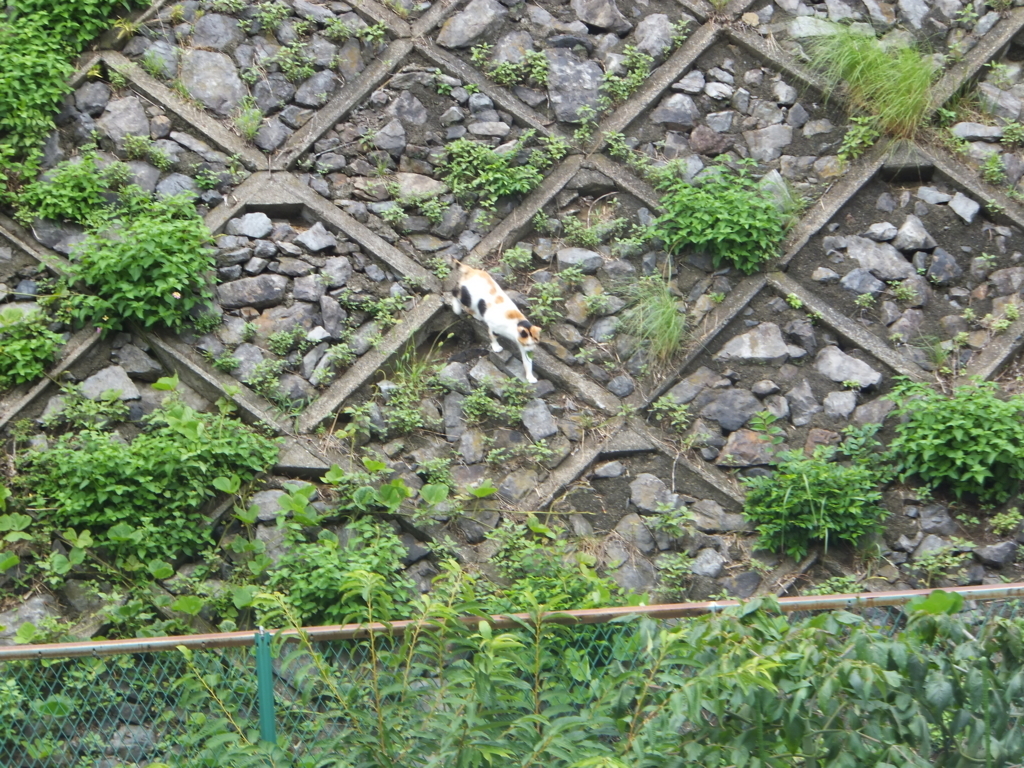 f:id:MAIKALFUJIO:20170730220306j:plain f:id:MAIKALFUJIO:20170730220306j:plain