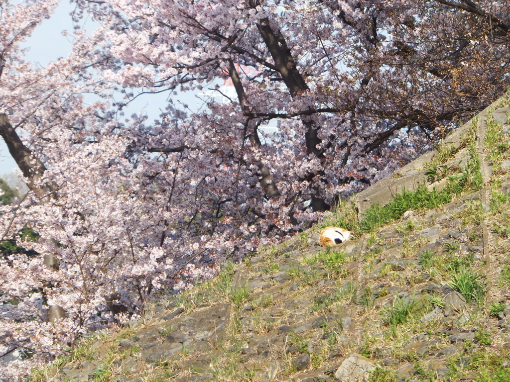 f:id:MAIKALFUJIO:20180401204457j:plain f:id:MAIKALFUJIO:20180401204457j:plain