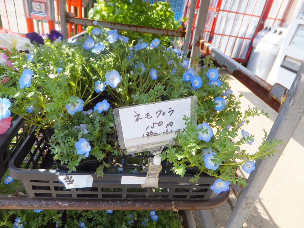 f:id:MAIKALFUJIO:20180401213314j:plain f:id:MAIKALFUJIO:20180401213314j:plain