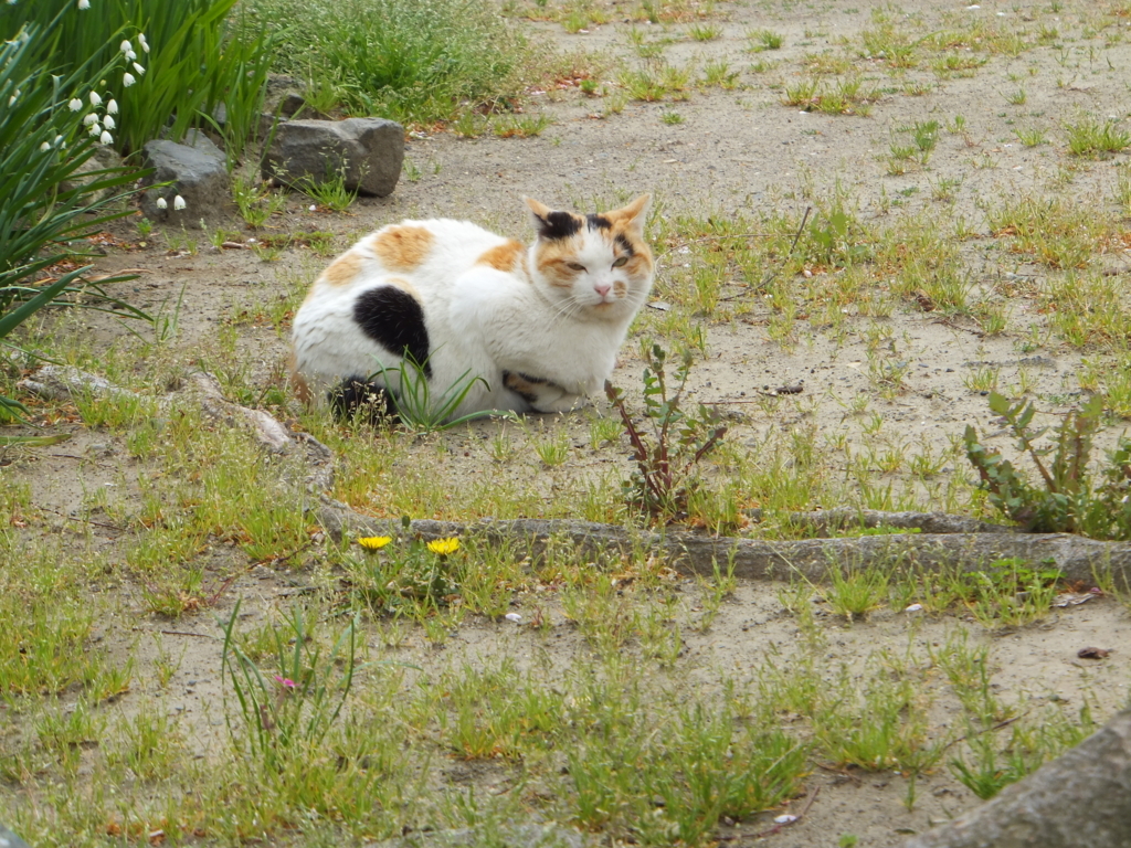 f:id:MAIKALFUJIO:20180405203722j:plain f:id:MAIKALFUJIO:20180405203722j:plain