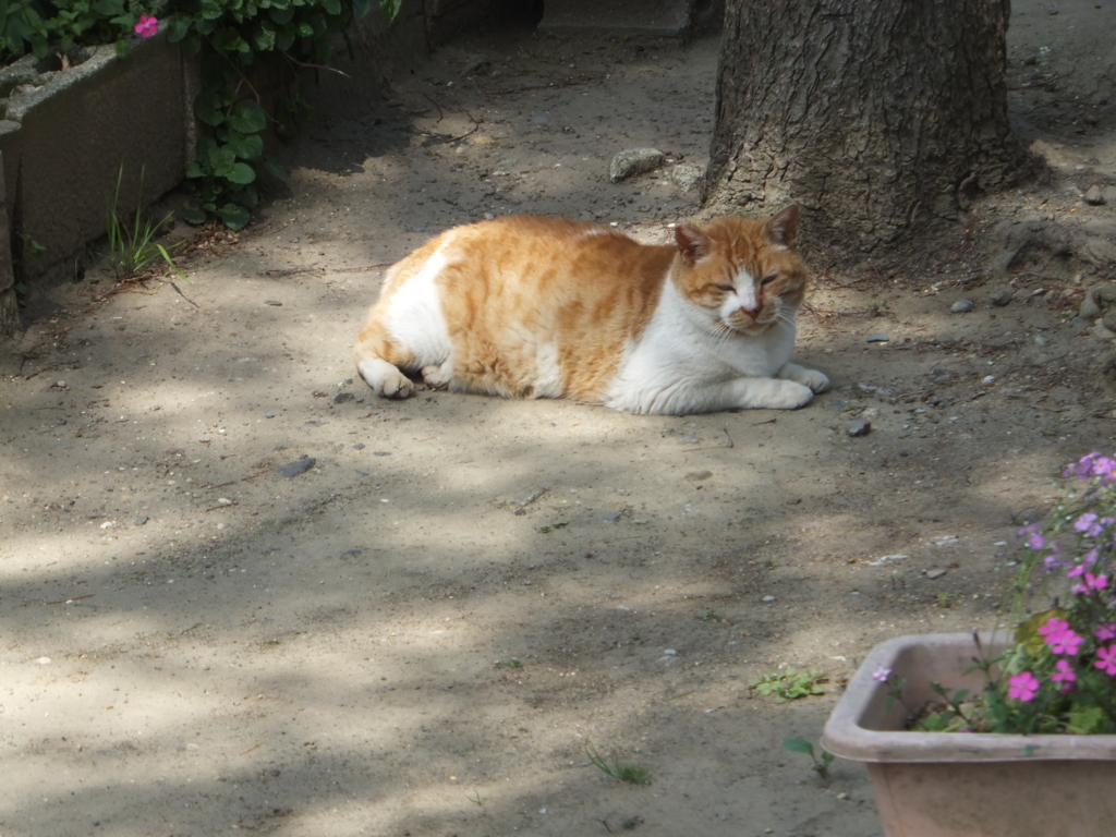 f:id:MAIKALFUJIO:20180410210309j:plain f:id:MAIKALFUJIO:20180410210309j:plain