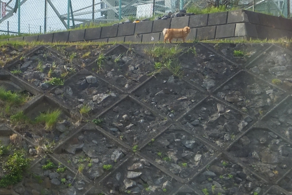 f:id:MAIKALFUJIO:20180411204753j:plain f:id:MAIKALFUJIO:20180411204753j:plain