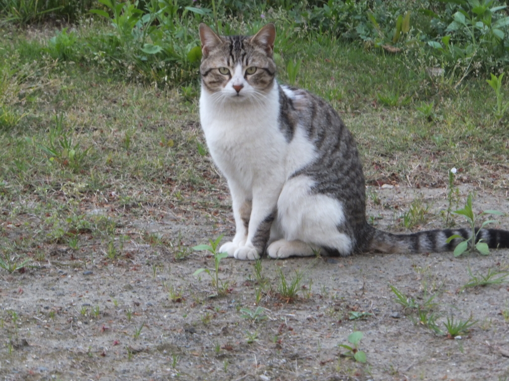 f:id:MAIKALFUJIO:20180412205224j:plain f:id:MAIKALFUJIO:20180412205224j:plain