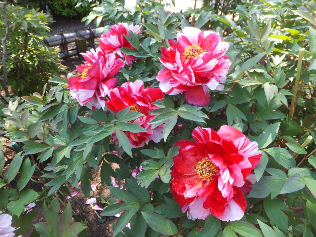 f:id:MAIKALFUJIO:20180413202015j:plain f:id:MAIKALFUJIO:20180413202015j:plain