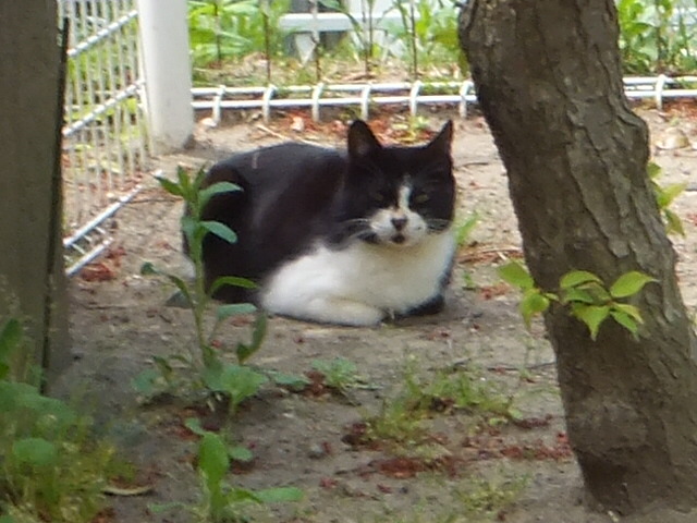 f:id:MAIKALFUJIO:20180413202355j:plain f:id:MAIKALFUJIO:20180413202355j:plain