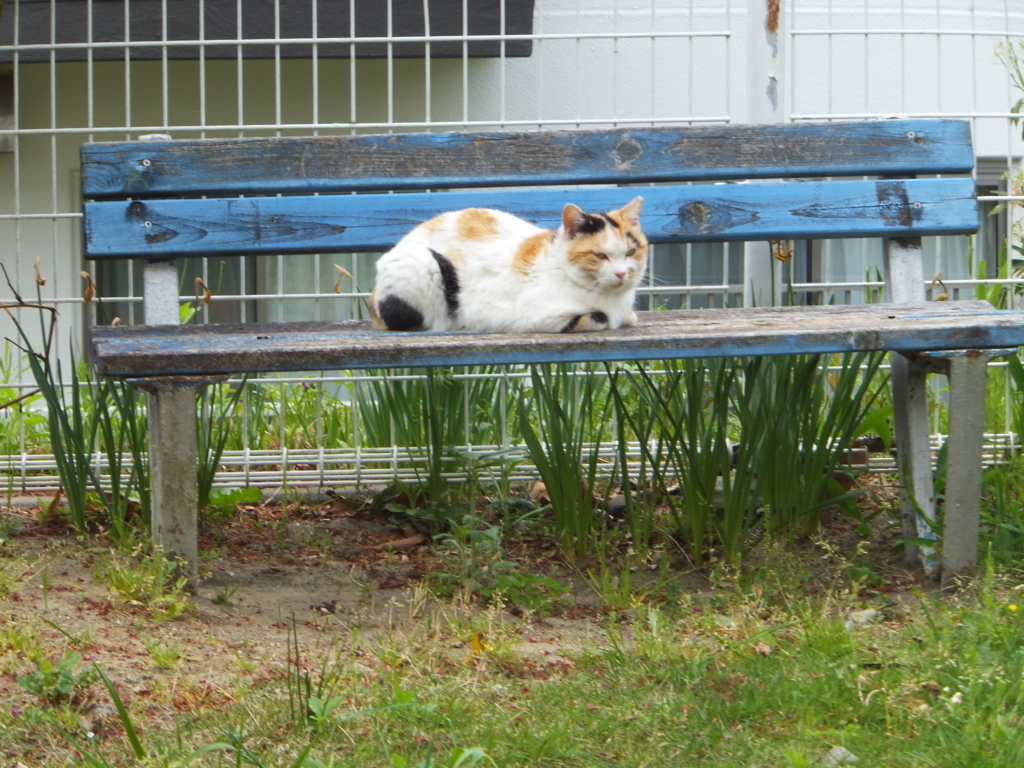 f:id:MAIKALFUJIO:20180414205456j:plain f:id:MAIKALFUJIO:20180414205456j:plain