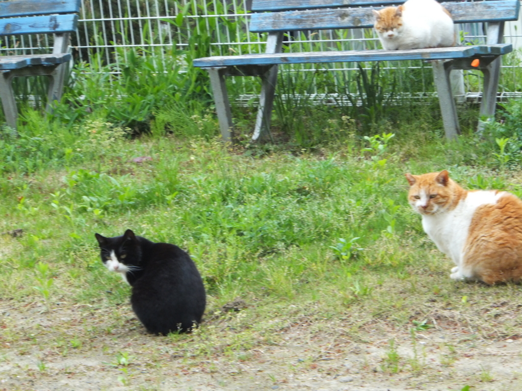 f:id:MAIKALFUJIO:20180417201311j:plain f:id:MAIKALFUJIO:20180417201311j:plain