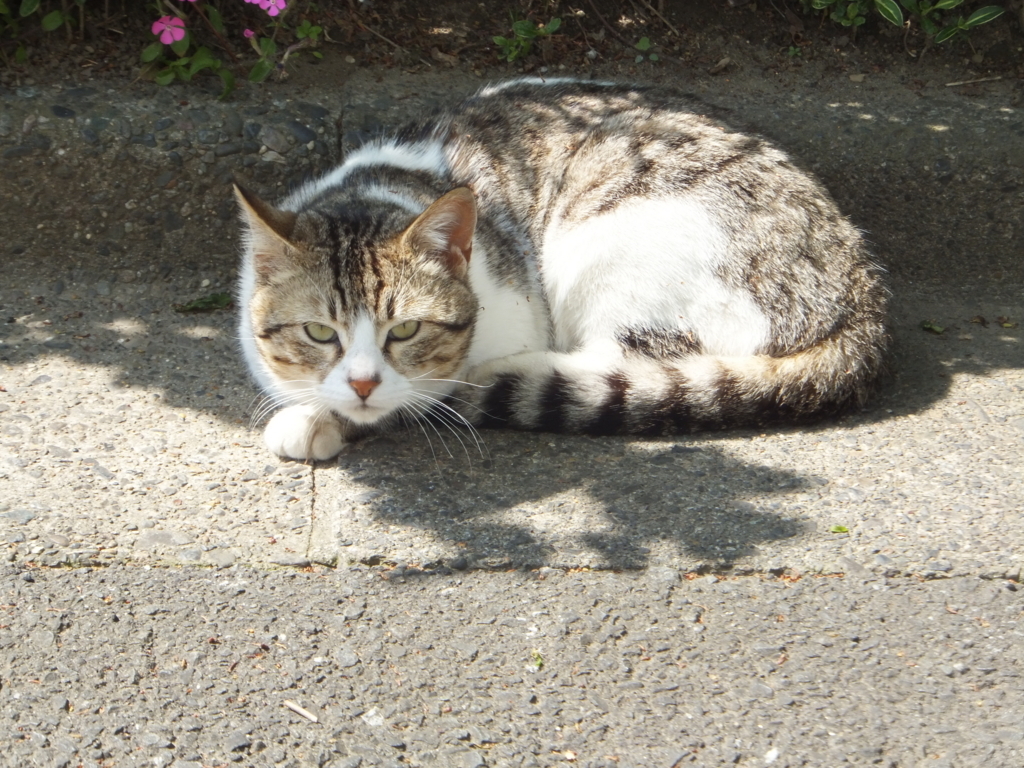 f:id:MAIKALFUJIO:20180420210653j:plain f:id:MAIKALFUJIO:20180420210653j:plain