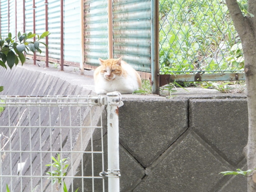 f:id:MAIKALFUJIO:20180424210254j:plain f:id:MAIKALFUJIO:20180424210254j:plain