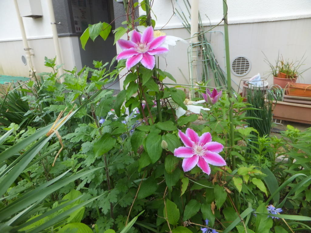 f:id:MAIKALFUJIO:20180424210757j:plain f:id:MAIKALFUJIO:20180424210757j:plain