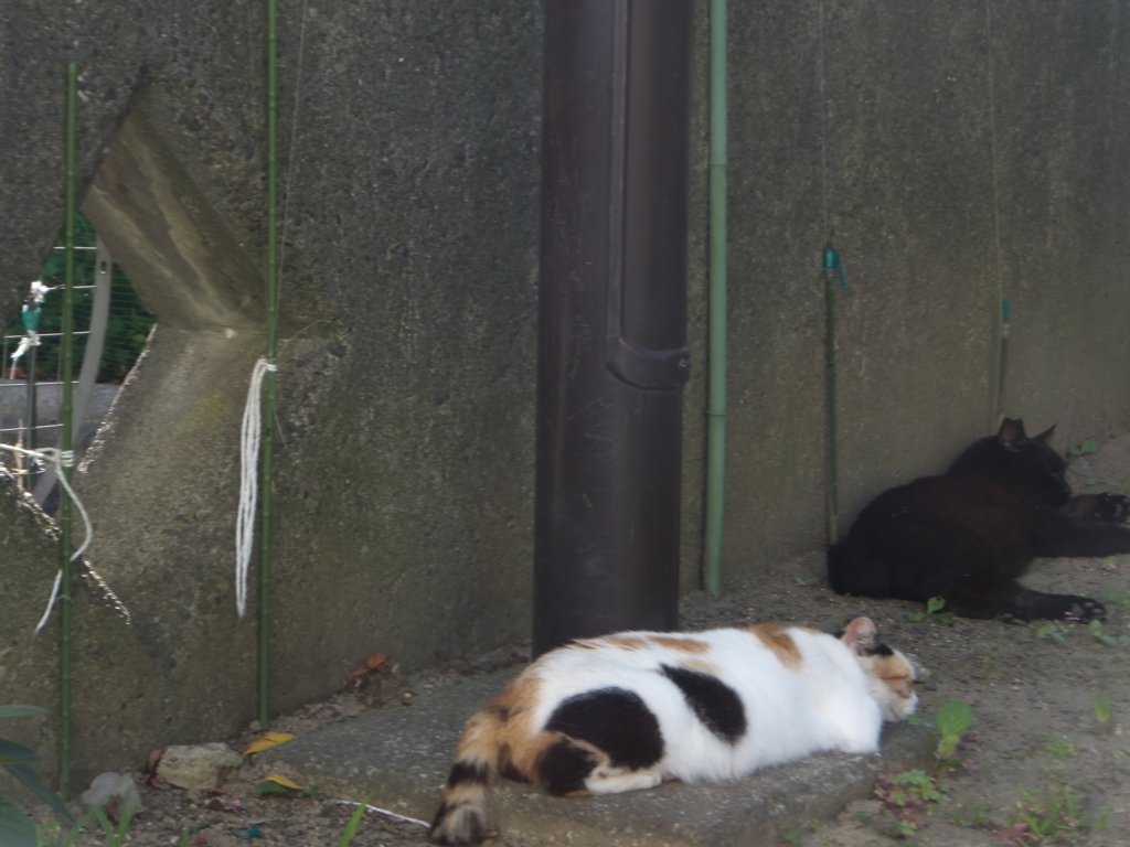 f:id:MAIKALFUJIO:20180702203558j:plain f:id:MAIKALFUJIO:20180702203558j:plain