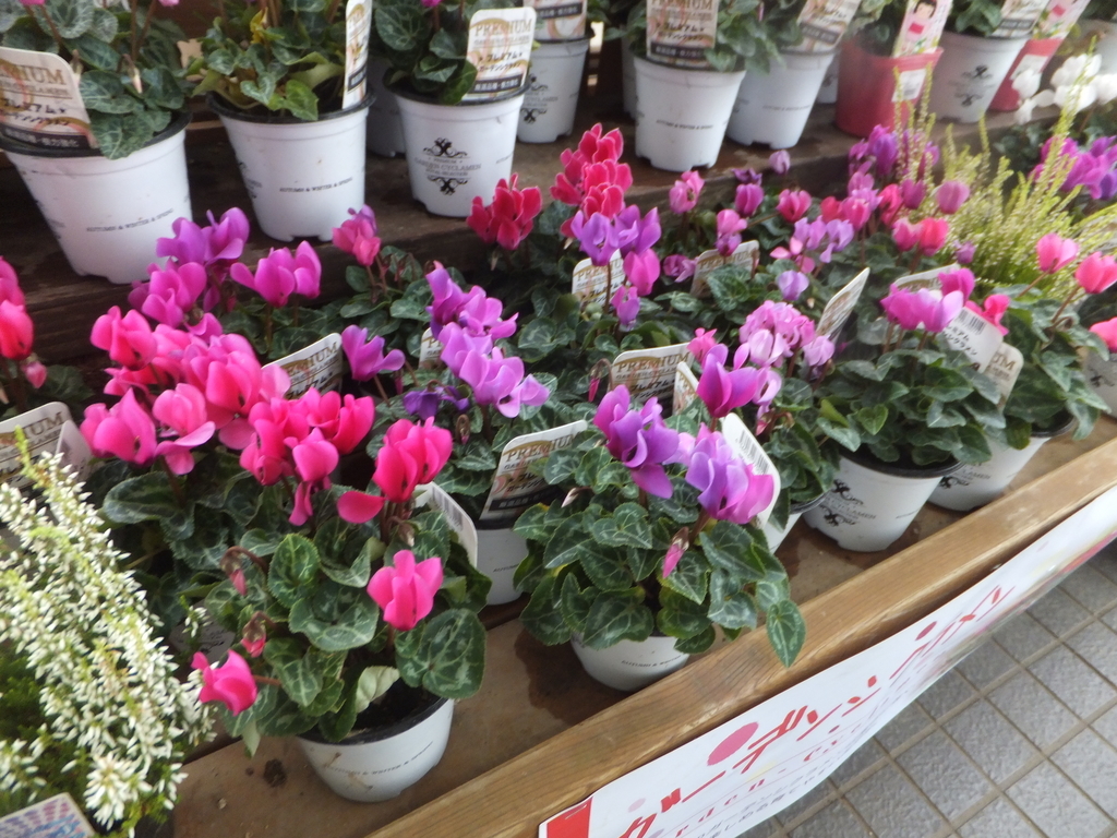 f:id:MAIKALFUJIO:20181016204615j:plain